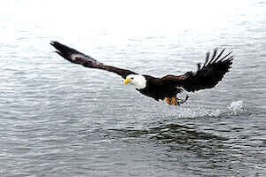 Eagle soaring on surface of ocean