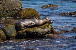 Sea lion resting on rock